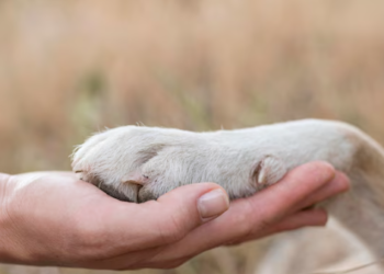 Marcos Tavares propõe incluir noções de proteção animal no currículo escolar