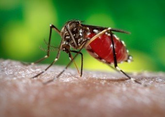 Especial Aedes aegypti: conheça as ações apresentadas  pelo PDT para combater o mosquito  transmissor da dengue, zika vírus e chikungunya