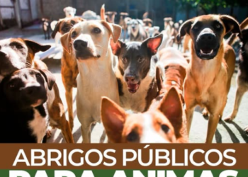 Proposta de Marcos Tavares garante abrigo municipal para cães e gatos