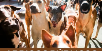 Proposta de Marcos Tavares garante abrigo municipal para cães e gatos