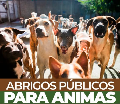 Proposta de Marcos Tavares garante abrigo municipal para cães e gatos