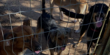 Comissão de Agricultura aprova projeto de Marcos Tavares que prevê castrar animais vítimas de catástrofes acolhidas em abrigos