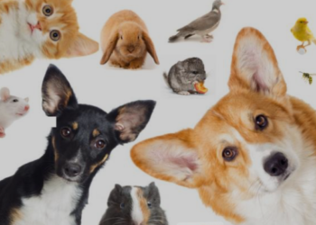 Projeto de MarcosTavares cria conselho tutelar para garantir proteção de animais