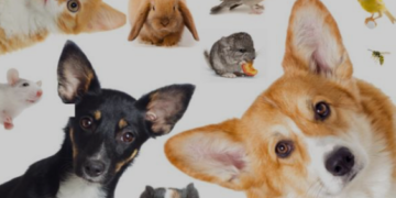 Projeto de MarcosTavares cria conselho tutelar para garantir proteção de animais