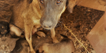 Comissão de Trabalho aprova projeto de Tavares que prevê justa causa a trabalhador por maus-tratos a animal