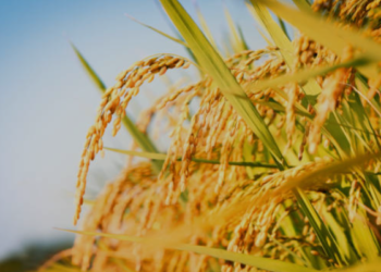 Comissão aprova o título de Capital Nacional do Arroz para o município de Cachoeira do Sul (RS)