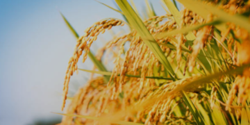 Comissão aprova o título de Capital Nacional do Arroz para o município de Cachoeira do Sul (RS)