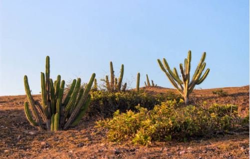 Leônidas Cristino será o relator da subcomissão que vai avaliar a degradação do bioma caatinga