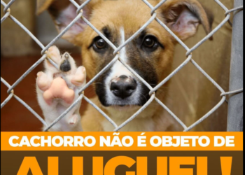 Marcos Tavares propõe proibir exploração econômica de cães