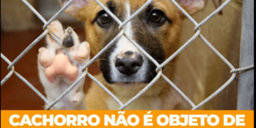 Marcos Tavares propõe proibir exploração econômica de cães