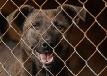 Proposta de Marcos Tavares de define padrões mínimos para tratamento de animais em criadouros