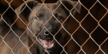 Proposta de Marcos Tavares de define padrões mínimos para tratamento de animais em criadouros