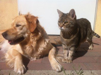 Aprovado projeto que proíbe extermínio de cães e gatos por órgãos públicos