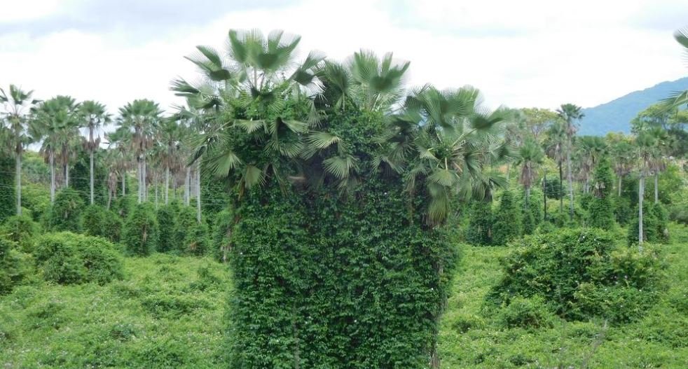 Leônidas Cristino compõe mesa redonda para discutir fungo que pode controlar a praga que ameaça a carnaúba no Ceará