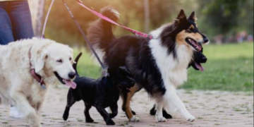 Aprovado projeto de Marcos Tavares que regula o serviço o do cuidador de animal de estimação