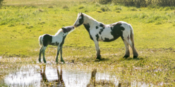 Projeto de Lei de Marcos Tavares inclui os equídeos na lei que penaliza as condutas e atividades lesivas ao meio ambiente