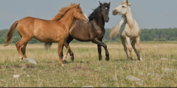 Comissão do Esporte aprova parecer de Flávia Morais a projeto com benefícios para aquisição de animais para fins esportivos