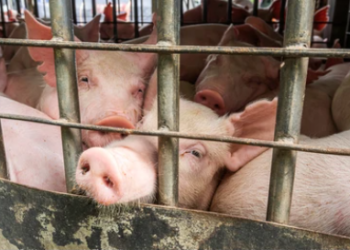 Duda Salabert e especialistas debatem impactos e riscos ao exportar animais vivos