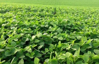 Plenário deve votar nesta segunda-feira MP que facilita renegociação de dívidas rurais