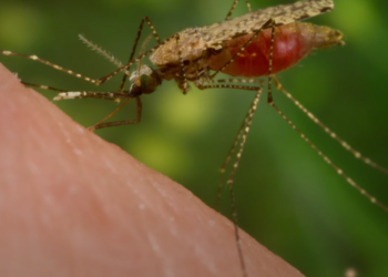 Frente Parlamentar pela Eliminação da Malária na Amazônia será lançada nesta terça (17)