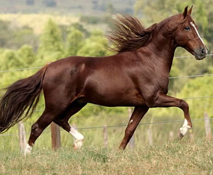 Proposta de Félix Mendonça Júnior torna a Marcha Trotada patrimônio cultural brasileiro