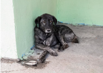 Finanças e Tributação aprova parecer de Marcos Tavares ao projeto que cria o disque denúncia de maus tratos e abandono de animais