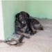 Finanças e Tributação aprova parecer de Marcos Tavares ao projeto que cria o disque denúncia de maus tratos e abandono de animais
