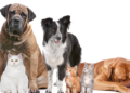 Comissão de Saúde aprova projeto de Tavares que cria programa para proteção e bem-estar de cães e gatos