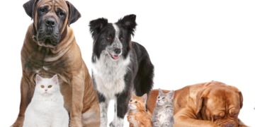 Comissão de Saúde aprova projeto de Tavares que cria programa para proteção e bem-estar de cães e gatos