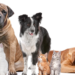 Comissão de Saúde aprova projeto de Tavares que cria programa para proteção e bem-estar de cães e gatos