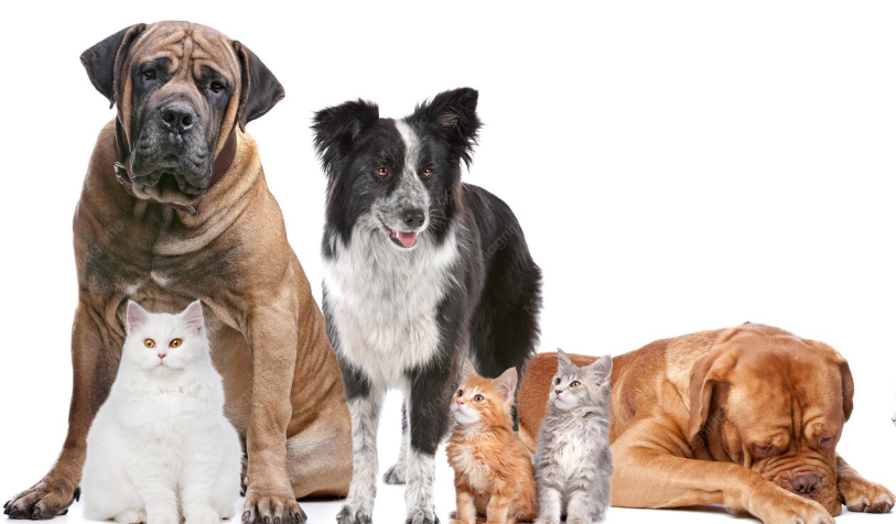 Comissão de Saúde aprova projeto de Tavares que cria programa para proteção e bem-estar de cães e gatos