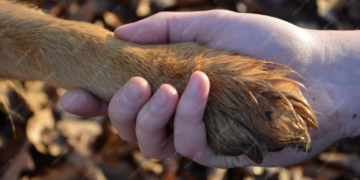 Câmara realiza sessão de homenagem aos protetores de animais